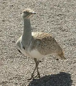 L'Outarde houbara ou Outarde houbara d'Afrique (Chlamydotis undulata).