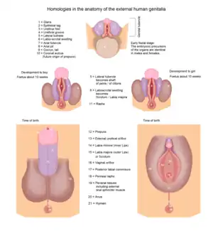 Schémas commentés figurant la transformation des organes génitaux en fonction du sexe depuis le tubercule génital.