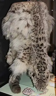 Peau de Panthères des neiges