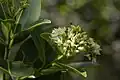 Inflorescence de Humiria balsamifera