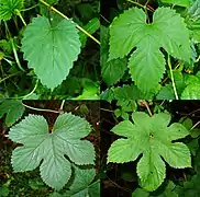 Polymorphisme foliaire.