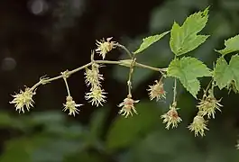 Inflorescences femelles.