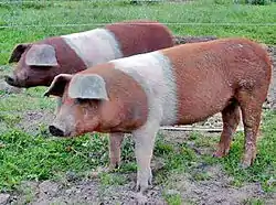 Image illustrative de l’article Husumer