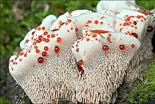 photo de Hydnellum ferrugineum