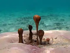 Hydrocoleum sp. à la Réunion.