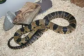 Ñacaniná(Hydrodynastes gigas)