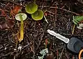 Hygrocybe psittacina.
