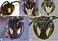 Détail de la tête de différentes espèces du genre Hylaeus.En bas à droite, Hylaeus signatus.