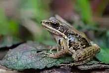 Hylarana nigrovittata.