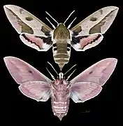 Hyles euphorbiae