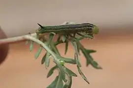 Œuf et Chenille