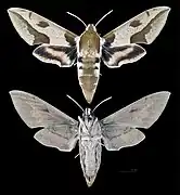 Hyles nicaea