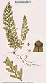 Hymenophyllum axillare Sw.