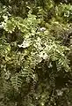 Hymenophyllum dentatum