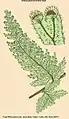 Hymenophyllum lindenii Hook.