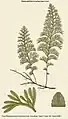 Hymenophyllum secundum Hook. & Grev.