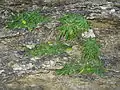 plusieurs plantes sur son habitat typique de failles calcaires.
