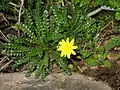 spécimen typique avec une fleur.