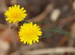 Capitules.