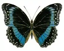 Hypolimnas alimena