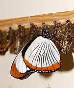 Hypolimnas usambara