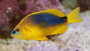 Hypoplectrus guttavarius à Wilhelma, un jardin zoologique. Juillet 2022.