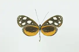 Hyposcada illinissa sinilia - face ventrale