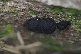 Hypoxylon truncatum