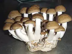 Forme brune cultivée.