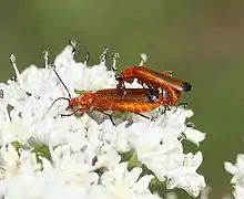 S'accouplant sur une fleur d'apiacée.