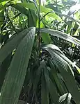 Chamaedorea fragrans feuillage
