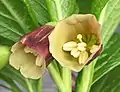 Fleurs agrandies, présentant un intérieur crème avec une réticulation verte et des anthères non mûres.
