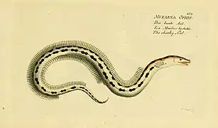 Ophichthus ophis