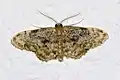 Idaea inquinata  (Scopoli, 1763)
