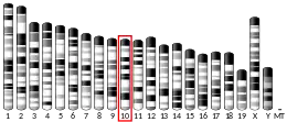 Chromosome 10 (souris)