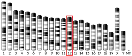 Chromosome 12 (souris)