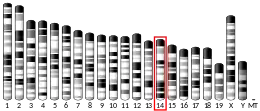 Chromosome 14 (souris)