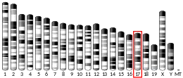 Chromosome 17 (souris)