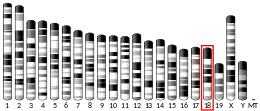 Chromosome 18 (souris)