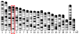 Chromosome 4 (souris)