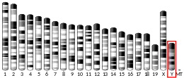Y chromosome (souris)