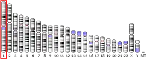 Chromosome 1 humain