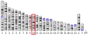 Chromosome 10 humain