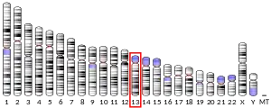 Chromosome 13 humain