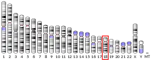 Chromosome 18 humain