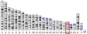 Chromosome 20 humain