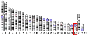 Chromosome 22 humain