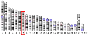 Chromosome 7 humain