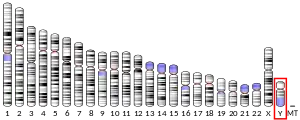 Chromosome Y