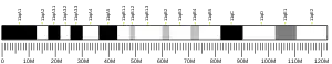 Chromosome 11 (souris)